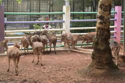 Kijang City Park