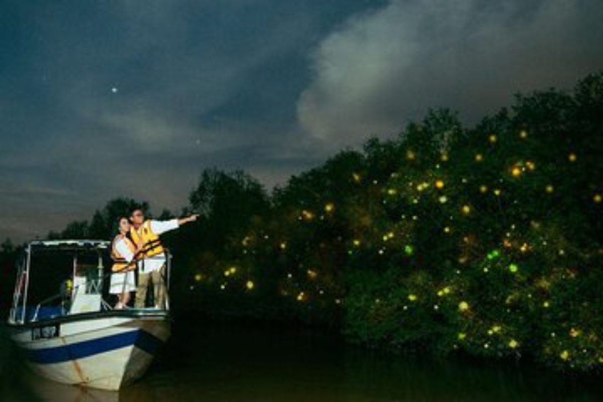 wisatawan berinteraksi dengan kunang kunang di telok sebong