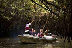 Mangrove Tour